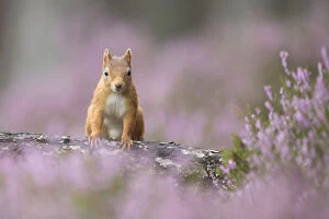 Images Dated 23rd August 2014: Red squirrel (Sciurus vulgaris) sitting on log amongst heather, Cairngorms National Park