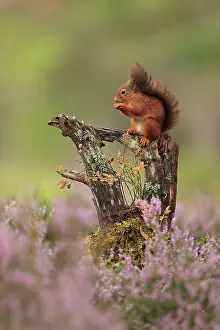 Ericales Prints: Red squirrel (Sciurus vulgaris) sitting on a low branch feeding