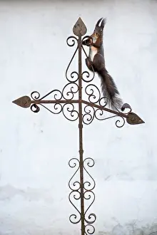 Agile Prints: Red squirrel (Sciurus vulgaris) sitting on metal cross on top of tomb