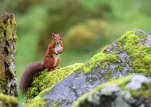 Legs Prints: Red squirrel (Sciurus vulgaris) sitting on moss covered rocks in garden