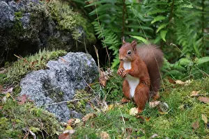 Red squirrel (Sciurus vulgaris) sitting on mossy rock in woodland garden, Perthshire, Scotland, UK. September. Cropped
