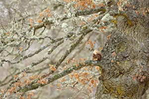 Red squirrel (Sciurus vulgaris) sitting on an old giant gnarled Oak tree. Highlands