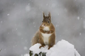 Images Dated 7th February 2009: Red squirrel (Sciurus vulgaris) sitting on snow covered tree stump, Glenfeshie, Cairngorms NP