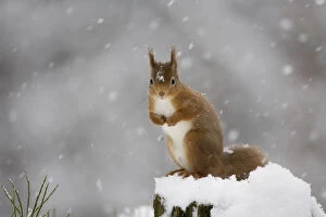 Red squirrel (Sciurus vulgaris) sitting on snow covered tree stump, Glenfeshie, Cairngorms NP