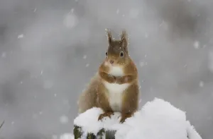 Squirrels Prints: Red squirrel (Sciurus vulgaris) sitting on snow covered tree stump