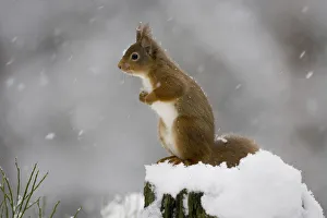 Red squirrel (Sciurus vulgaris) sitting on tree stump in snow, Glenfeshie, Cairngorms NP