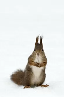 Animal Ear Gallery: Red squirrel (Sciurus vulgaris) sitting upright in deep snow, Austria, Europe