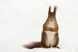 Images Dated 10th January 2010: Red squirrel (Sciurus vulgaris) sitting upright in deep snow, Austria, Europe