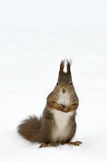 Red squirrel (Sciurus vulgaris) sitting upright in deep snow, Austria, Europe