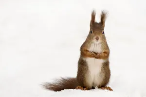 Squirrels Prints: Red squirrel (Sciurus vulgaris) sitting upright in deep snow, Austria, Europe