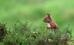 Ericales Prints: Red squirrel (Sciurus vulgaris) sitting upright among heather