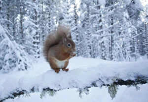 Images Dated 10th January 2010: Red squirrel (Sciurus vulgaris) on snow-covered branch in pine forest, Glenfeshie Estate