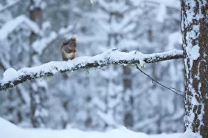 Images Dated 8th January 2010: Red squirrel (Sciurus vulgaris) on snow-covered branch in pine forest, Glenfeshie Estate
