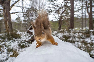 Red squirrel (Sciurus vulgaris) on a snow covered fallen tree in Caledonian Forest