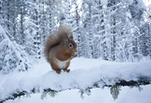 National Prints: Red squirrel (Sciurus vulgaris) on snow-covered branch in pine forest, Glenfeshie Estate