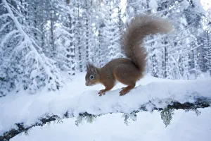 National Prints: Red squirrel (Sciurus vulgaris) on snow-covered branch in pine forest, Glenfeshie Estate