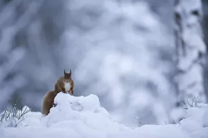 Images Dated 7th February 2009: Red squirrel (Sciurus vulgaris) in snow, Glenfeshie, Cairngorms NP, Scotland, February