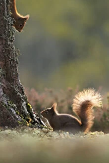 Red squirrel (Sciurus vulgaris) two squirrels encountering each other. Cairngorms National Park