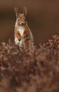 Red Squirrel (Sciurus vulgaris) standing alert amongst heather, Cairngorms National Park