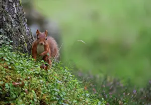 Perthshire Prints: Red squirrel (Sciurus vulgaris) standing at base of Pine tree in woodland garden