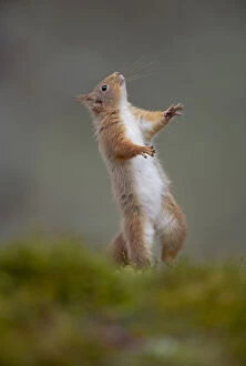 Images Dated 10th March 2011: Red squirrel (Sciurus vulgaris) standing on its hind legs, Cairngorms National Park
