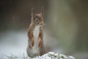 Red squirrel (Sciurus vulgaris) standing on hind legs, Brasschaat, Belgium, February
