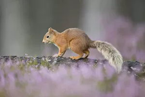 Images Dated 23rd August 2014: Red squirrel (Sciurus vulgaris) standing on log surrounded by heather, Cairngorms National Park