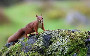 Perthshire Prints: Red squirrel (Sciurus vulgaris) standing on mossy rock in woodland garden