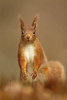 Images Dated 25th March 2011: Red Squirrel (Sciurus vulgaris) standing upright in alert pose. Cairngorms National Park