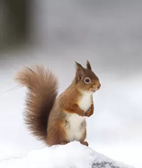 Highlands Of Scotland Collection: Red squirrel (Sciurus vulgaris) stood on log in snow, Cairngorms National Park, Scotland, UK