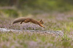 Jumping Gallery: Red Squirrel (Sciurus vulgaris) in summer coat running across fallen log in heather, Scotland, UK
