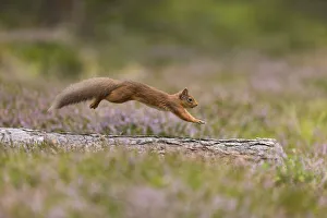 Red Squirrel (Sciurus vulgaris) in summer coat running across fallen log in heather, Scotland, UK