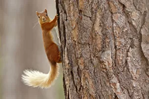 Highlands Of Scotland Collection: Red squirrel (Sciurus vulgaris) in summer coat on Scots pine tree trunk, Highlands