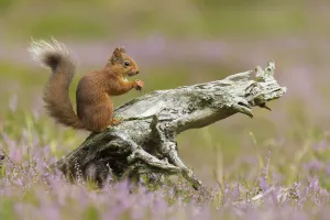 Red squirrel (Sciurus vulgaris) in summer coat on stump amongst heather, Cairngorms National Park