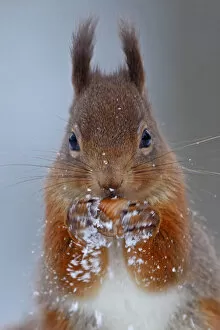 Red squirrel (Sciurus vulgaris) testing nut. Cairngorms National Park, Highlands