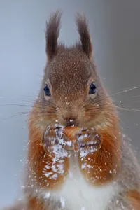 Images Dated 25th November 2010: Red squirrel (Sciurus vulgaris) testing nut. Cairngorms National Park, Highlands