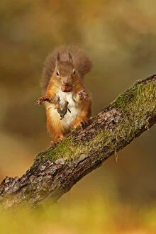 Red Squirrel (Sciurus vulgaris) tossing away the husk from hazelnut, Cairngorms National Park