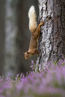 Images Dated 23rd August 2014: Red squirrel (Sciurus vulgaris) on tree trunk, Cairngorms National Park, Scotland, UK, August