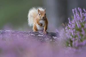 Red squirrel (Sciurus vulgaris) on trunk surrounded by heather, Cairngorms National Park