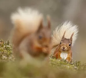 Red squirrel (Sciurus vulgaris) watching another. Cairngorms National Park, Highlands