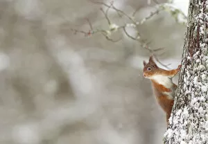 Images Dated 31st January 2016: Red Squirrel (sciurus vulgaris) in winter hanging from trunk of Oak tree, Cairngorms National Park