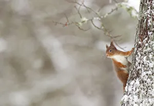 Red Squirrel (sciurus vulgaris) in winter hanging from trunk of Oak tree, Cairngorms National Park