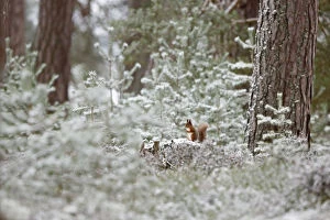 Images Dated 20th January 2016: Red squirrel (Sciurus vulgaris) in winter pine forest, Cairngorms National Park, Highlands