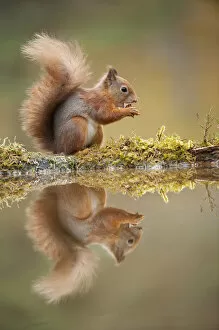Images Dated 15th November 2011: Red squirrel (Sciurus vulgaris) at woodland pool, feeding on nut, Scotland, UK, November
