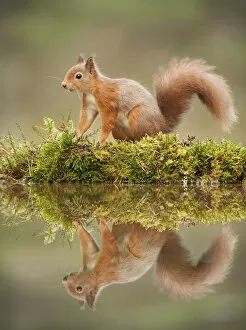 Images Dated 9th February 2012: Red squirrel (Sciurus vulgaris) at woodland pool, Scotland, UK, November