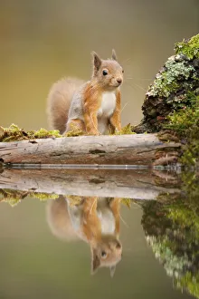 Images Dated 17th November 2011: Red squirrel (Sciurus vulgaris) at woodland pool, Scotland, UK, November