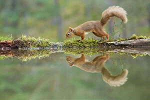 Green Woodlands Collection: Red Squirrel (Sciurus vulgaris), at woodland pool, Cairngorms National Park, Scotland, UK.November