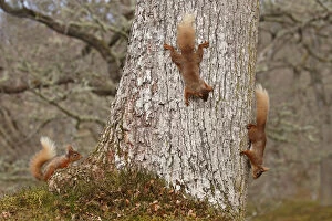 Red squirrels (Sciurus vulgaris) three chasing each other round oak tree, Cairngorms National Park
