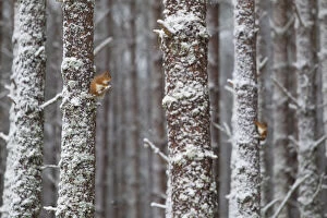 2020VISION 2 Gallery: Two Red Squirrels (Sciurus vulgaris) in snowy pine forest. Glenfeshie, Scotland, January