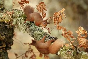 Red squirrels (Sciurus vulgaris) interacting, Cairngorms National Park, Highlands